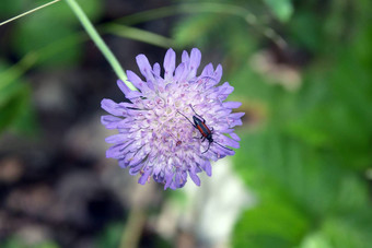 昆虫花