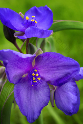 盛开的紫色的紫露草属