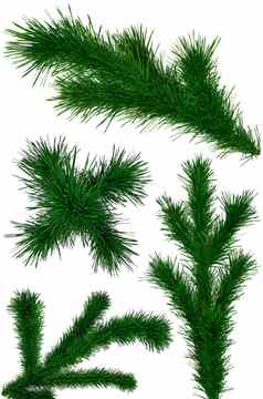 集圣诞节绿色枞树形分支机构