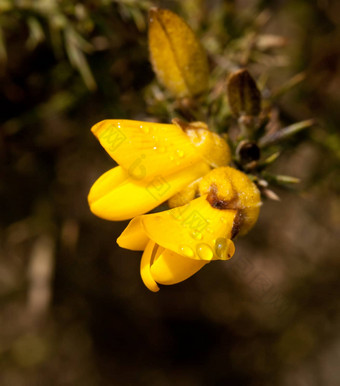 金雀花<strong>花露水</strong>