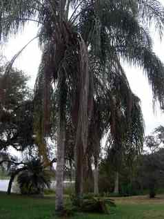 queenpalmtree