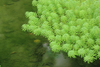 浮动植物