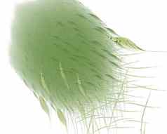 绿色摘要羽毛