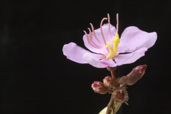 马来西亚野生花Melastomacandidum