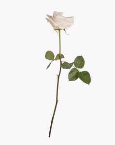 单白色玫瑰孤立的