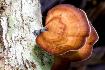 热带野生蘑菇