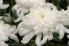 白色大菊花
