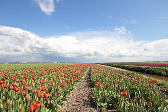 典型的荷兰景观春天
