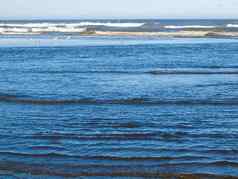 各种海鸟海滨特色鹈鹕