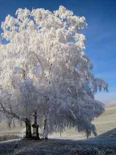 白色树