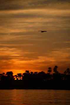 日落棕榈树尼罗河