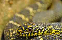 头黑色的黄色的蛇