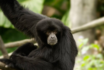 因普森特siamang