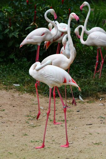 更大的火烈鸟phoenicopterusroseus也叫