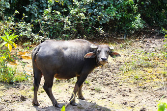 泰国水牛