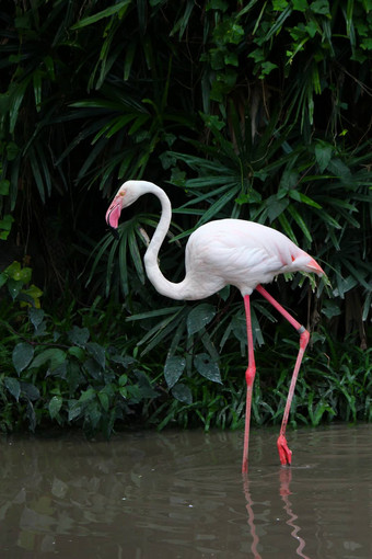 更大的火烈鸟phoenicopterusroseus也叫