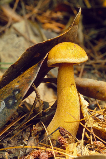 黄色的蘑菇推叶