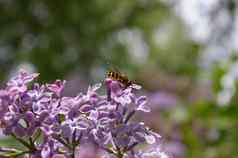 淡紫色蜜蜂