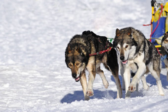 雪橇狗团队行动空间文本斯诺托左