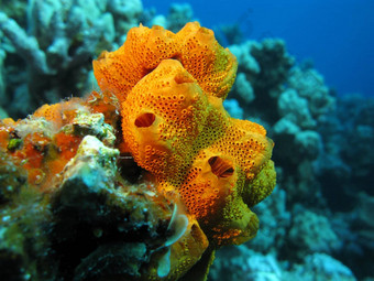 <strong>珊瑚</strong>礁美丽的伟大的<strong>橙</strong>色海绵底热带海