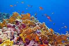 珊瑚礁火珊瑚异国情调的鱼底热带海
