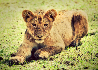小狮子幼崽肖像坦桑尼亚非洲