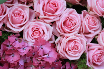 粉红色的玫瑰绣球花