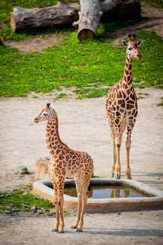 婴儿长颈鹿动物园