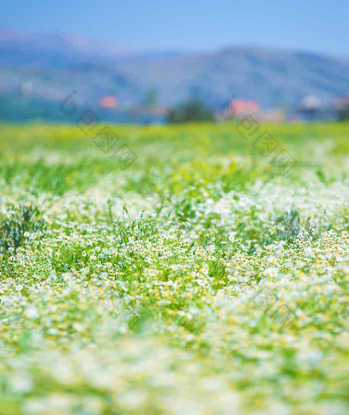 黛西花场