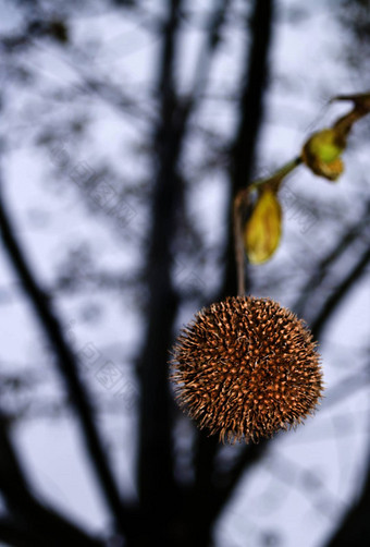 法国梧桐acerifolia水果