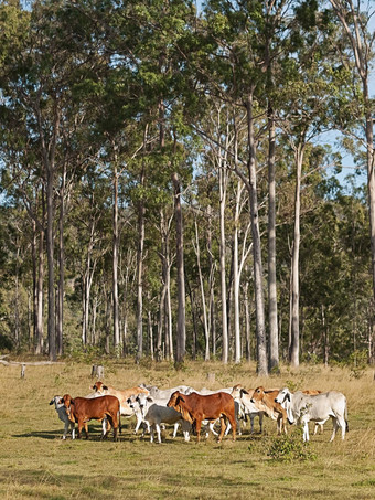 澳大利亚牛肉牛群