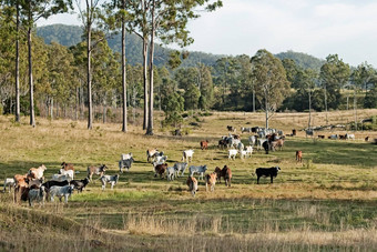 澳大利亚桉树牛国家景观