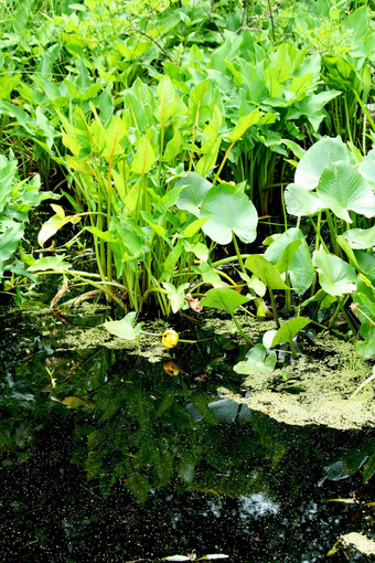 沼泽植物水