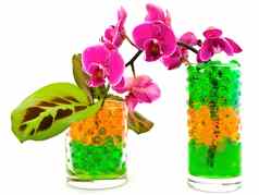 兰花植物玻璃水凝胶
