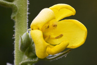 报春veris报春花黄色的花月见草属