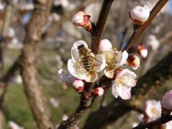 蜜蜂<strong>抓取</strong>花蜜花