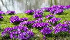 紫色的番红花属水边