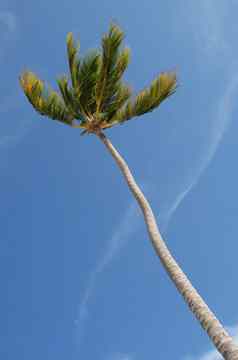 单热带棕榈树