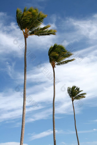 <strong>棕榈</strong>树孤立的蓝色的