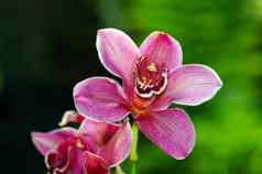 充满活力的粉红色的热带兰花花