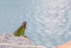 绿色鬣蜥鬣蜥鬣蜥坐着岩石