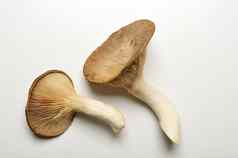 王小号蘑菇法国角蘑菇王牡蛎蘑菇白色背景