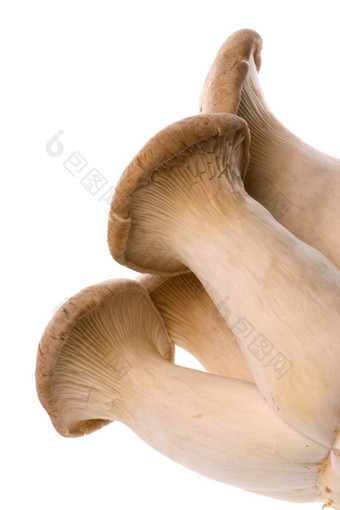 eryngii蘑菇孤立的