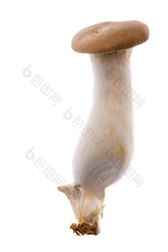 eryngii蘑菇孤立的