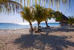 不错的海滩场景棕榈树