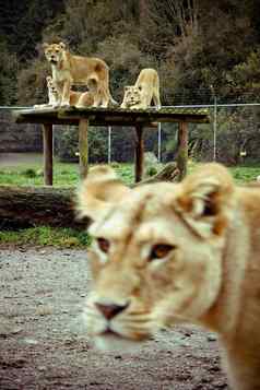 狮子动物园