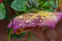 湿紫罗兰色的花