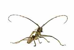 长角牛甲虫