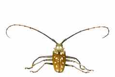 长角牛甲虫