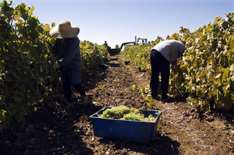 grape-gathering